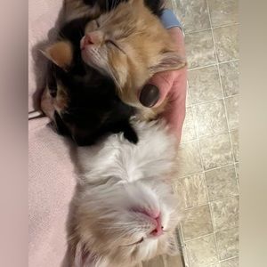 Meet your Posher, Crystal